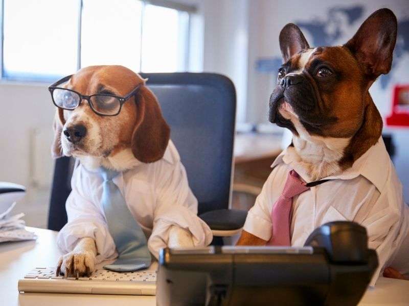Dogs in the Workplace Policy